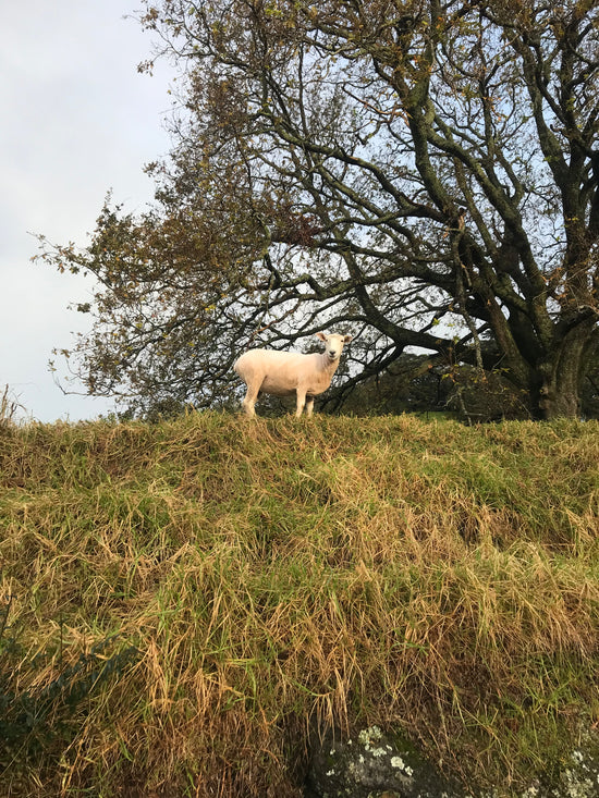 New Zealand winter! 